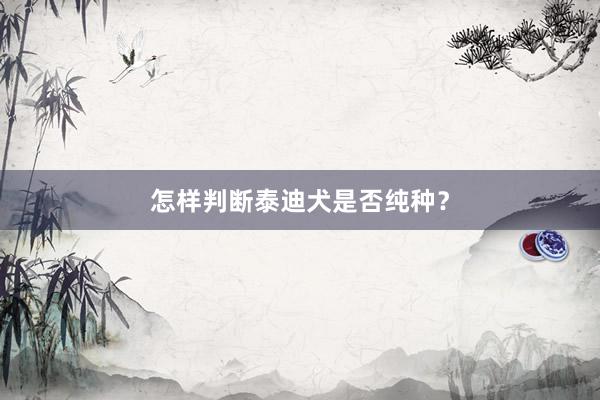 怎样判断泰迪犬是否纯种?